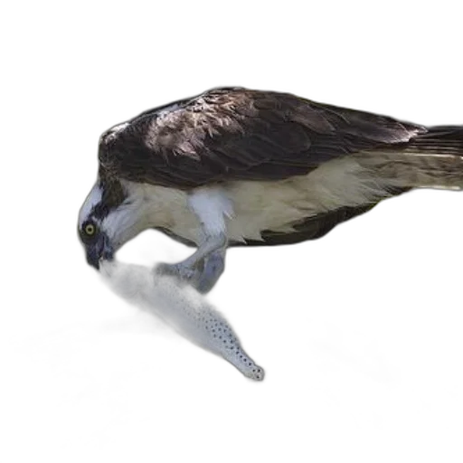 animal, creature, weapon, staff, photorealistic, 3d render, concept art, osprey transparent PNG cut-out