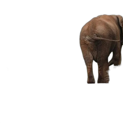 animal, creature, staff, hat, elephant, stands, road, car transparent PNG cut-out