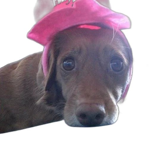 hat, animal, creature, crown, brown, dog, wearing, pink transparent PNG cut-out