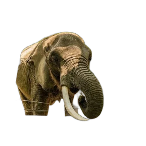 animal, creature, weapon, hat, photorealistic, 3d render, concept art, earth tones transparent PNG cut-out