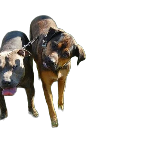 animal, creature, mask, 3d render, photorealistic, concept art, oil painting, three transparent PNG cut-out