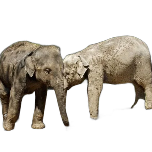 animal, 3d render, photorealistic, concept art, two, elephants, standing, close transparent PNG cut-out
