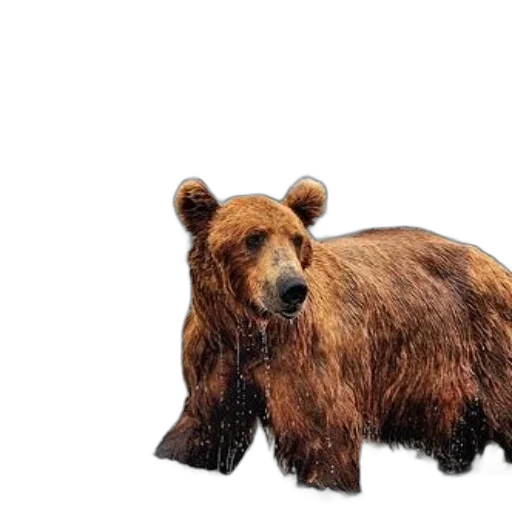 animal, creature, weapon, photorealistic, concept art, 3d render, majestic, brown transparent PNG cut-out