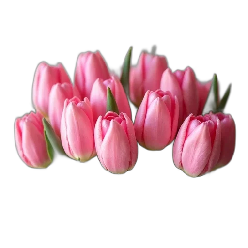 flower, crown, jewelry, food transparent PNG cut-out