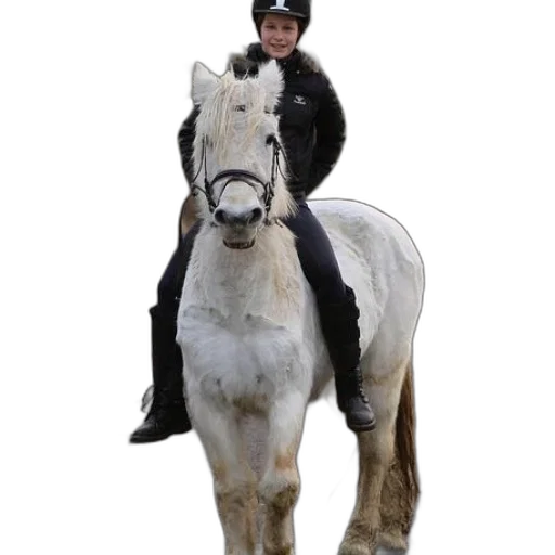 staff, animal, jacket, person, riding, white, horse, wooded transparent PNG cut-out