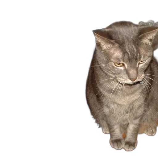 animal, creature, face, hat, photorealistic, 3d render, grey, cat transparent PNG cut-out