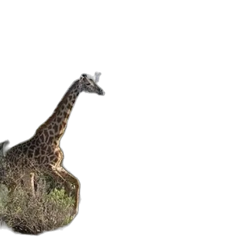 animal, creature, dragon, hat, 3d render, photorealistic, concept art, two transparent PNG cut-out