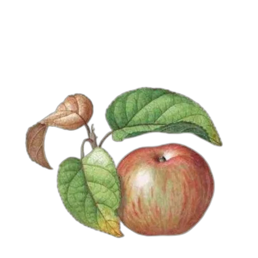 food, crown, staff, jewelry, watercolor, photorealistic, oil painting, concept art transparent PNG cut-out