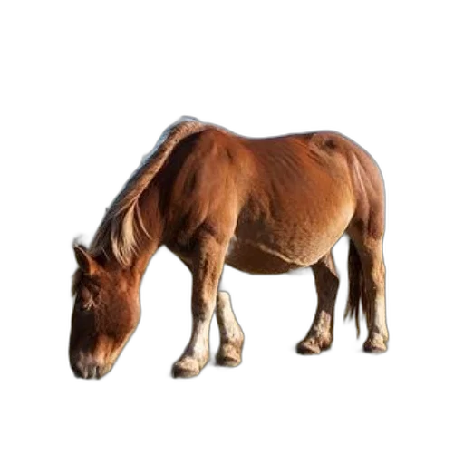 animal, creature, hair, weapon, photorealistic, 3d render, concept art, pixel art transparent PNG cut-out