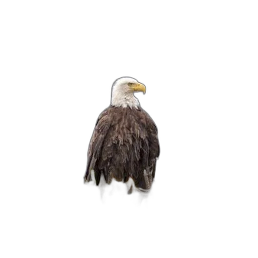 animal, creature, jacket, hair, photorealistic, 3d render, pixel art, concept art transparent PNG cut-out