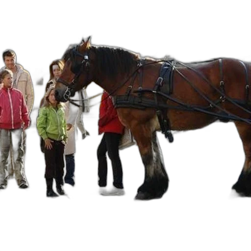 staff, animal, 3d render, horse, harnessed, being, led, woman transparent PNG cut-out