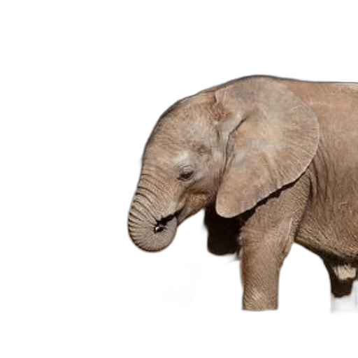 animal, creature, photorealistic, 3d render, concept art, baby, elephant, stands transparent PNG cut-out