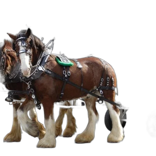 animal, 3d render, concept art, photorealistic, two, horses, pulling, cart transparent PNG cut-out