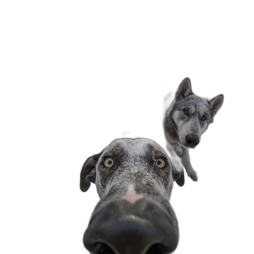 animal, face, creature, mask, photorealistic, 3d render, concept art, six transparent PNG cut-out