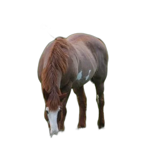 animal, creature, hair, staff, 3d render, photorealistic, concept art, oil painting transparent PNG cut-out