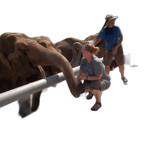 animal, staff, weapon, umbrella transparent PNG cut-out