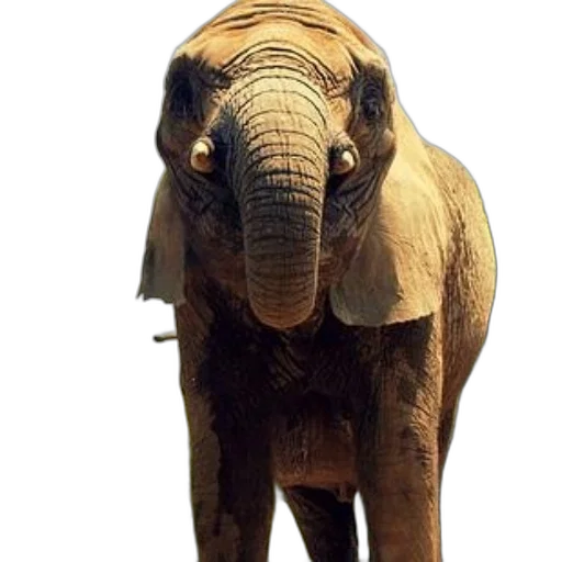 animal, creature, staff, face, photorealistic, 3d render, concept art, oil painting transparent PNG cut-out