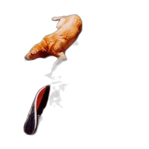 food, animal, shoes, weapon, concept art, photorealistic, watercolor, 3d render transparent PNG cut-out