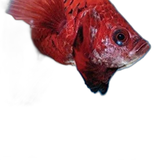 animal, staff, creature, face, photorealistic, 3d render, underwater, red transparent PNG cut-out