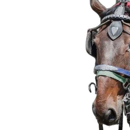 animal, staff, mask, hat, photorealistic, horse, wearing, blinders transparent PNG cut-out
