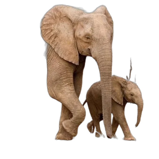 animal, creature, concept art, photorealistic, 3d render, earth tones, mother, elephant transparent PNG cut-out