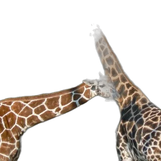 animal, 3d render, concept art, two, giraffes, standing, next, each transparent PNG cut-out