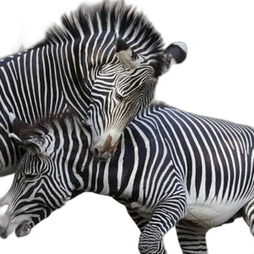 animal, creature, jewelry, photorealistic, 3d render, concept art, monochrome, two transparent PNG cut-out
