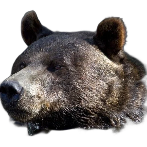 animal, face, creature, mask, photorealistic, 3d render, concept art, pixel art transparent PNG cut-out