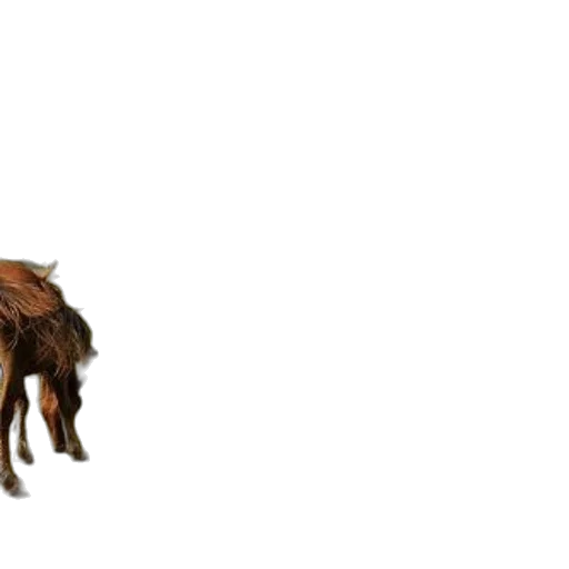 animal, creature, hair, dragon transparent PNG cut-out