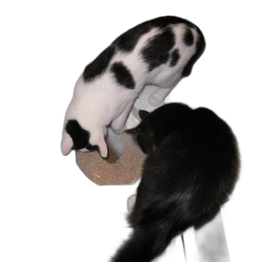 hat, staff, animal, mask, photorealistic, 3d render, two, cats transparent PNG cut-out