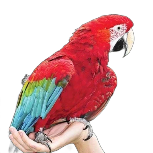 animal, jewelry, staff, creature, photorealistic, watercolor, concept art, pencil sketch transparent PNG cut-out