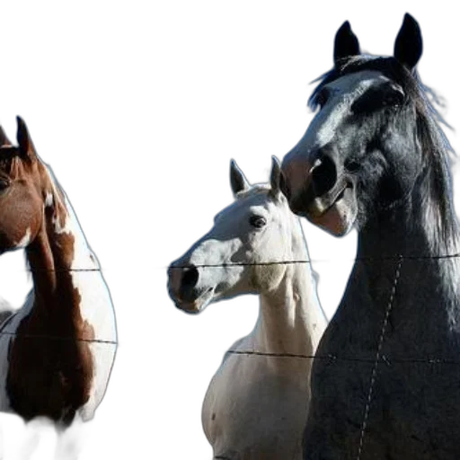 animal, photorealistic, 3d render, concept art, group, horses, including, one transparent PNG cut-out