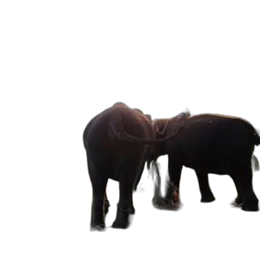 animal, 3d render, concept art, two, elephants, stand, under, tree transparent PNG cut-out