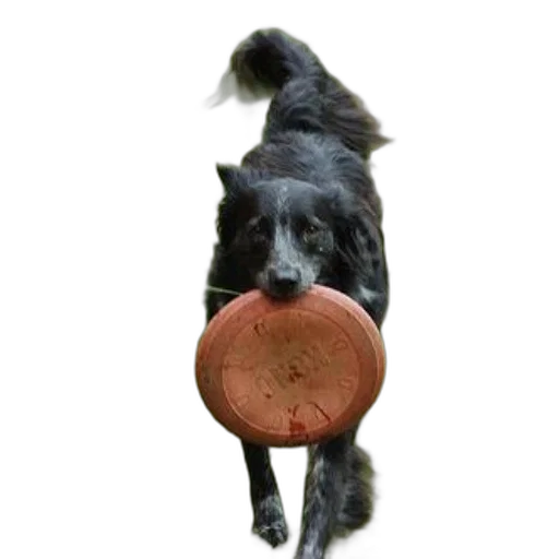 animal, food, staff, creature, photorealistic, black, dog, carries transparent PNG cut-out