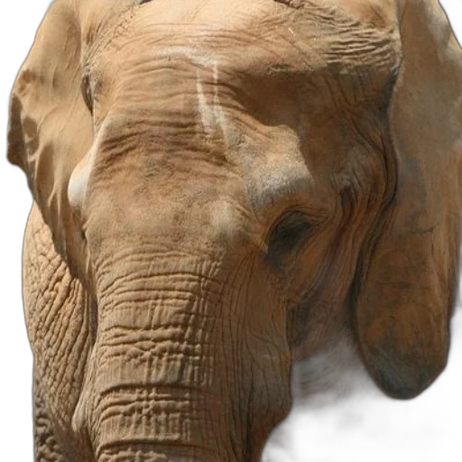 animal, face, creature, mask, photorealistic, 3d render, concept art, close-up transparent PNG cut-out