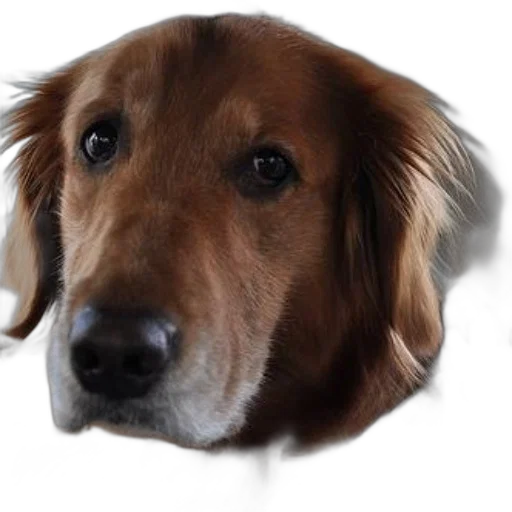 animal, face, staff, creature, photorealistic, 3d render, pixel art, oil painting transparent PNG cut-out