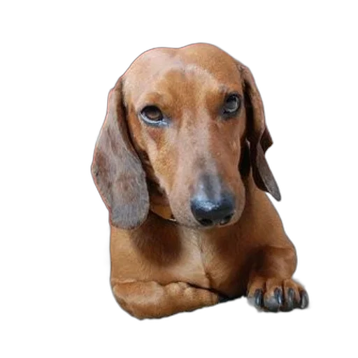 animal, face, staff, creature, photorealistic, 3d render, dachshund, long transparent PNG cut-out