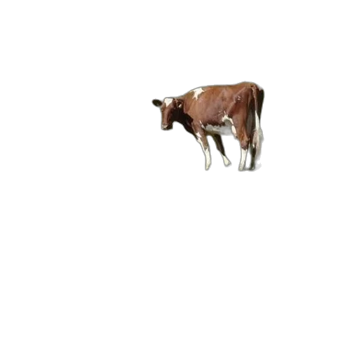 animal, creature, food, weapon transparent PNG cut-out