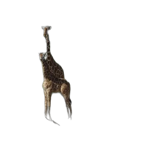 animal, creature, staff, hair, concept art, pixel art, 3d render, photorealistic transparent PNG cut-out