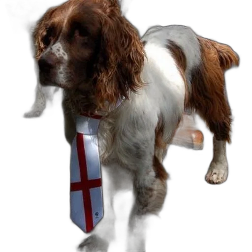 staff, animal, photorealistic, brown, white, dog, wearing, red transparent PNG cut-out