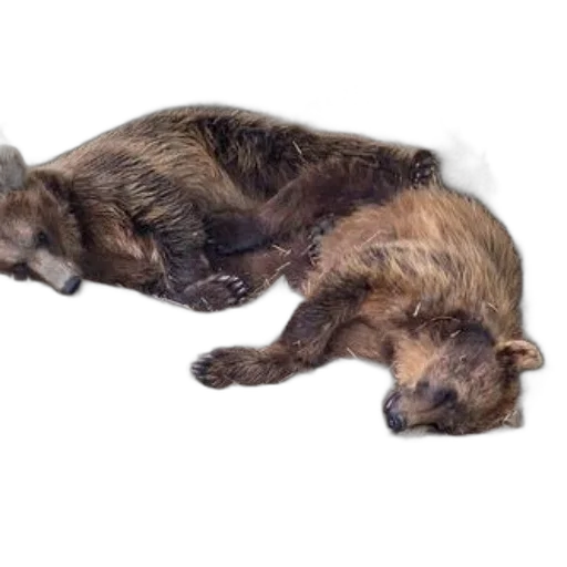 animal, creature, staff, photorealistic, oil painting, 3d render, concept art, two transparent PNG cut-out