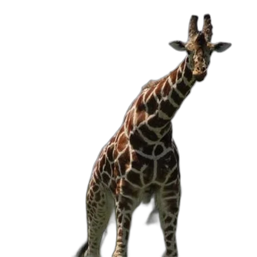 animal, creature, staff, hat, 3d render, photorealistic, concept art, pixel art transparent PNG cut-out