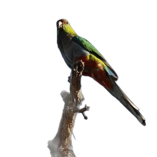 staff, animal, jewelry, weapon, 3d render, photorealistic, concept art, oil painting transparent PNG cut-out
