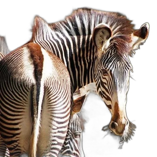 animal, creature, photorealistic, 3d render, zebra, stripes, standing, next transparent PNG cut-out