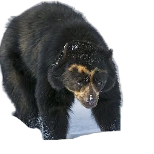 animal, creature, face, staff, photorealistic, 3d render, black, bear transparent PNG cut-out