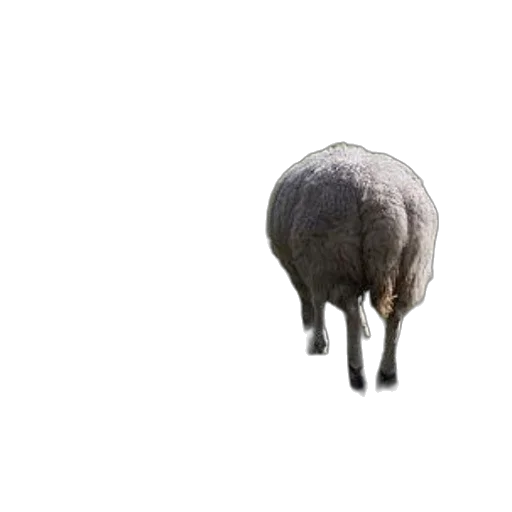 animal, hat, creature, hair, 3d render, photorealistic, concept art, pixel art transparent PNG cut-out