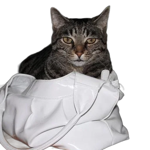 jacket, dress, hat, animal, photorealistic, gray, tabby, cat transparent PNG cut-out