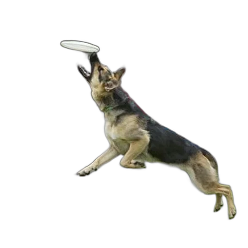 staff, animal, weapon, hat, photorealistic, concept art, 3d render, german transparent PNG cut-out