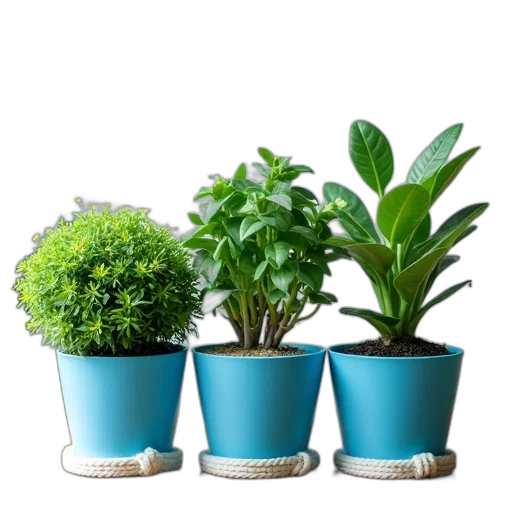 3d render, photorealistic, green, collection, four, blue, pots, plants transparent PNG cut-out