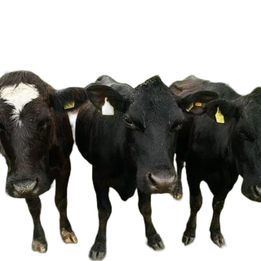 animal, food, mask, face, photorealistic, three, black, cows transparent PNG cut-out
